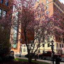 Boston Medical Center photo of: MISSING VALUE