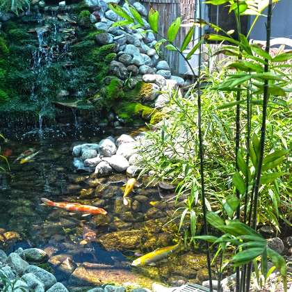  photo of: Koi Pond at SeeScan